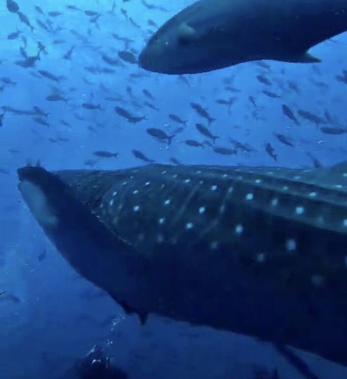 d2ffe6a5-6822-4bf4-80f5-4373c1419a42