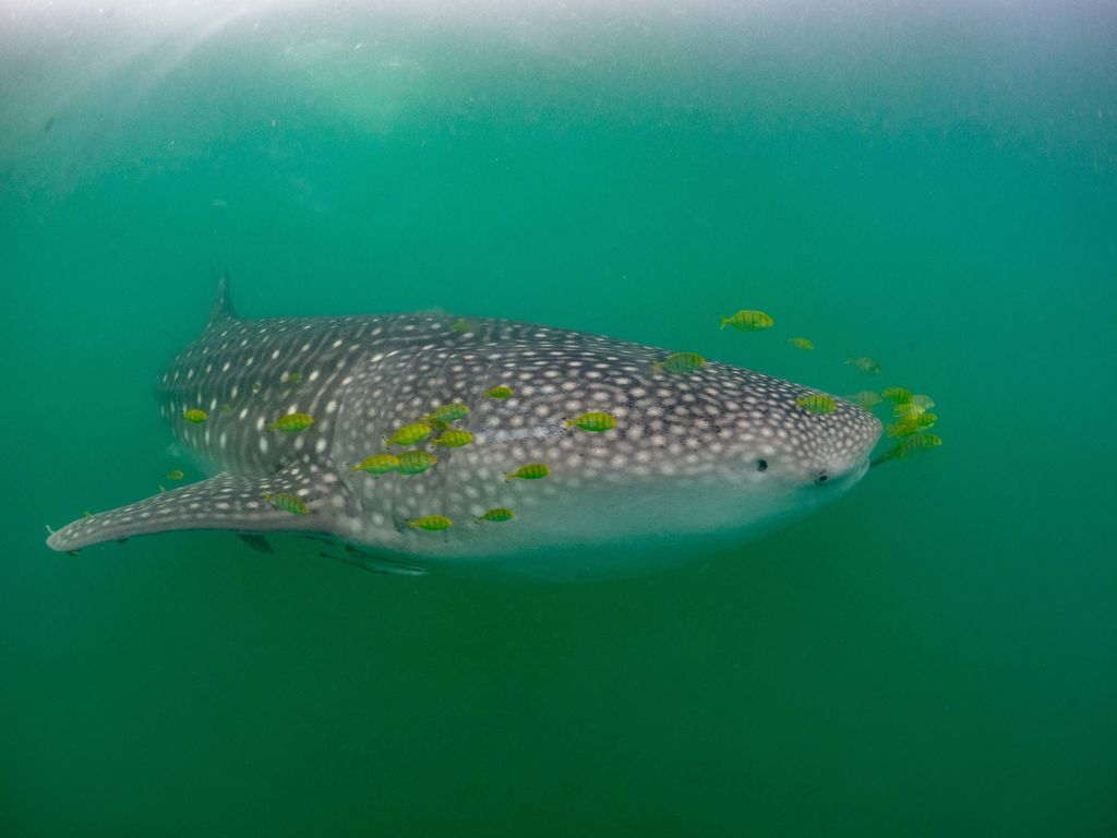 f06e84eb-0d69-4cb4-9f11-96506ac97426