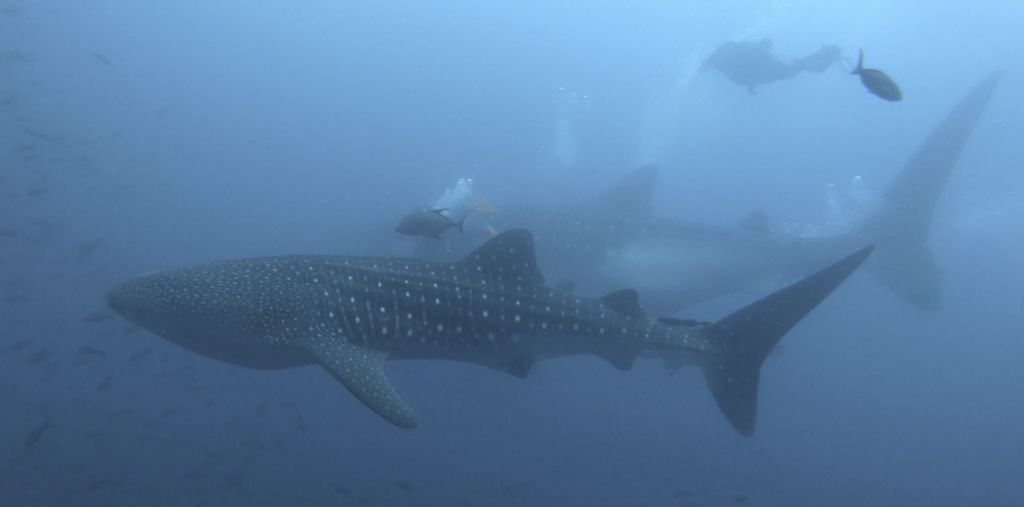 685f3ee9-d7b5-437f-98e8-0d5afd6021c4