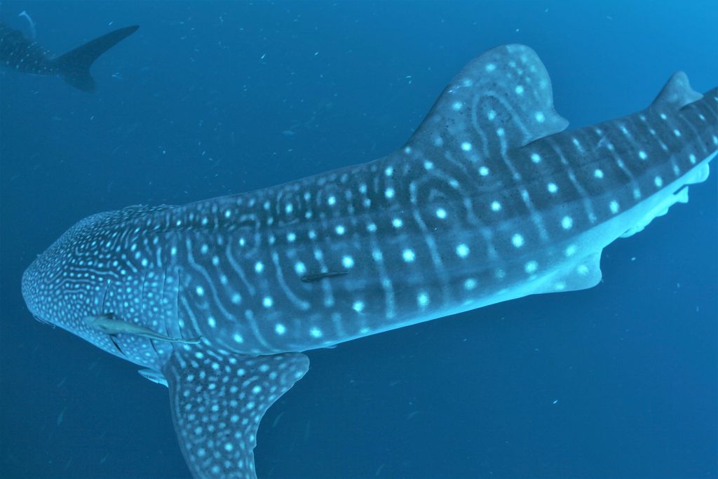 8729e19c-11b7-4c80-bd34-03c87a0487ad