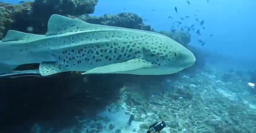 0762deaf-2e2f-4ecd-9331-84aa85908fe8