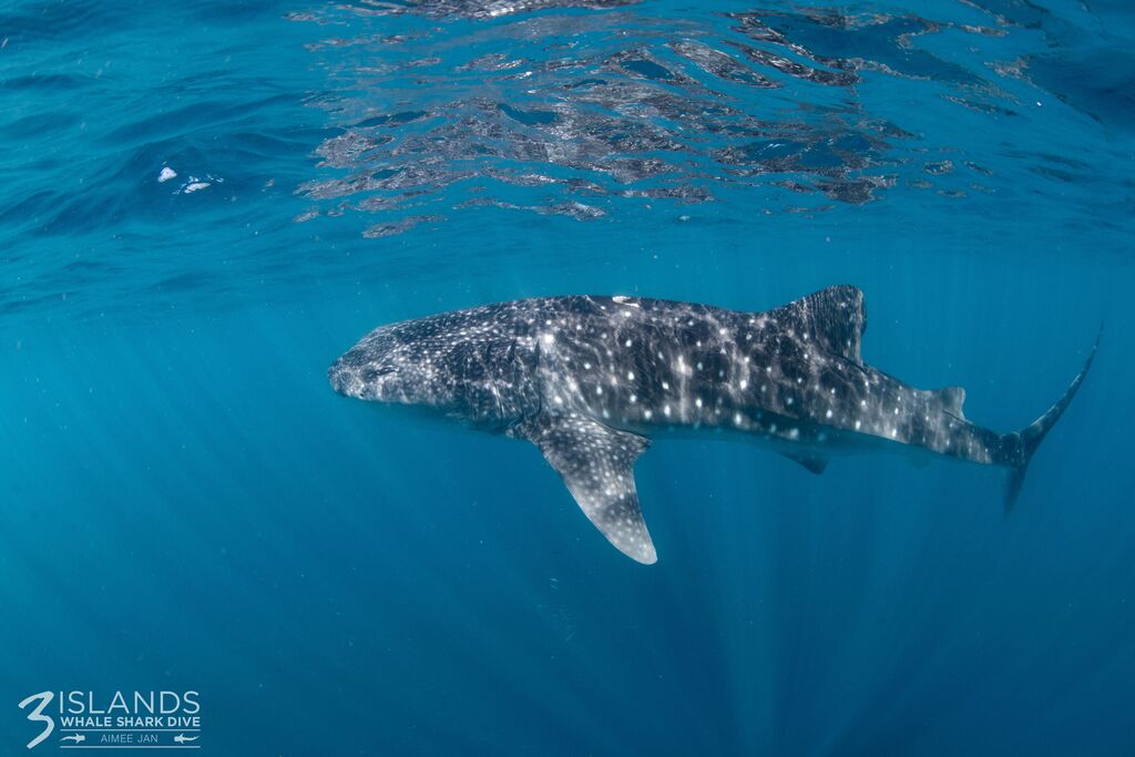 d4065dc6-f4c2-4d32-aaeb-5eecde3896fe