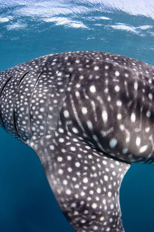 d67cf0eb-9903-4fee-8800-dabea616c3ee