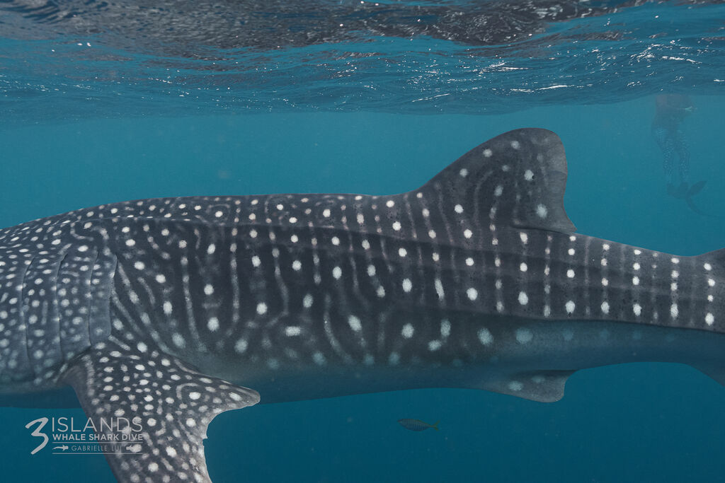 2adece56-db0c-4580-b076-1a1ef79d3243