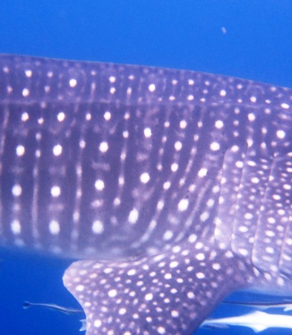 9e4d1fce-66a2-450f-8fb8-f3e46ce537ef