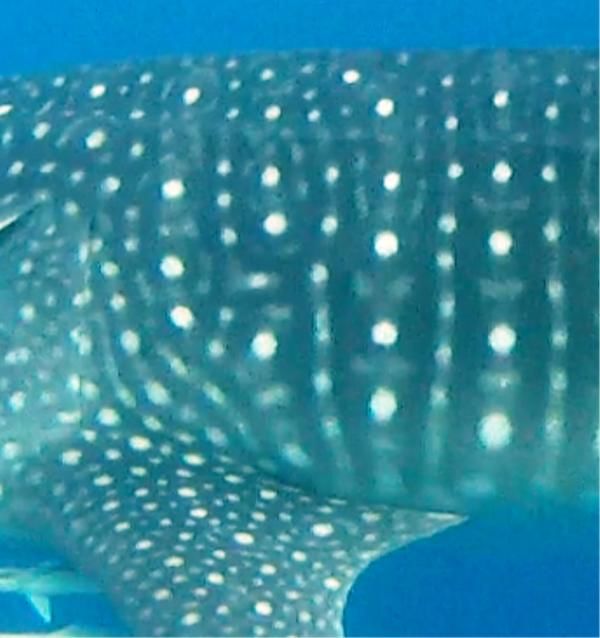 9e4d1fce-66a2-450f-8fb8-f3e46ce537ef