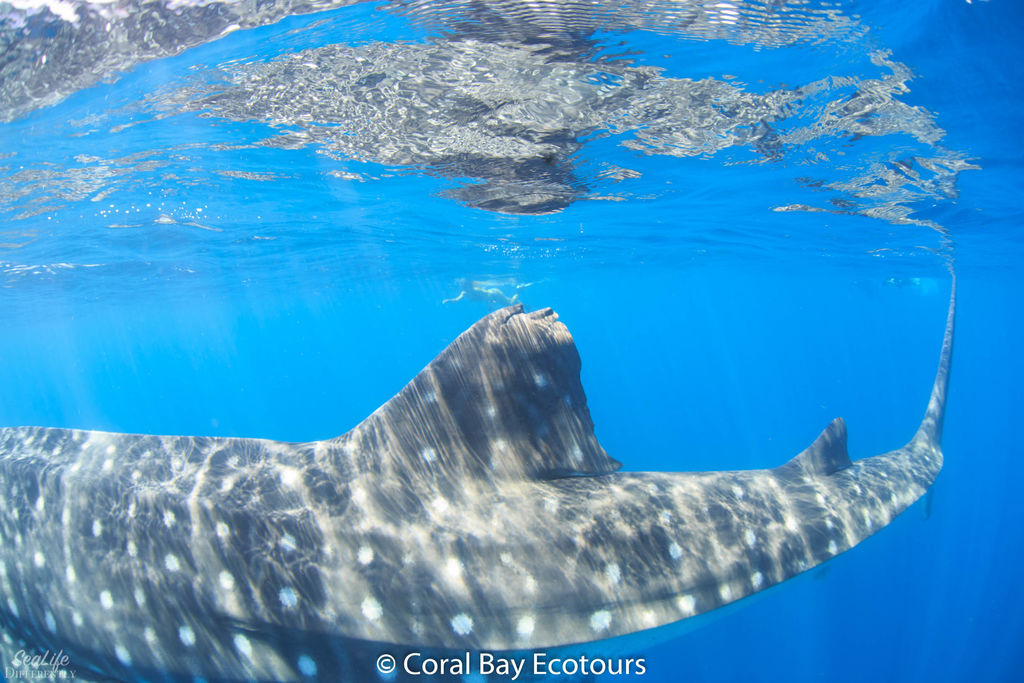 76ca28a3-7e86-41b3-8ce4-ab3038d0d678