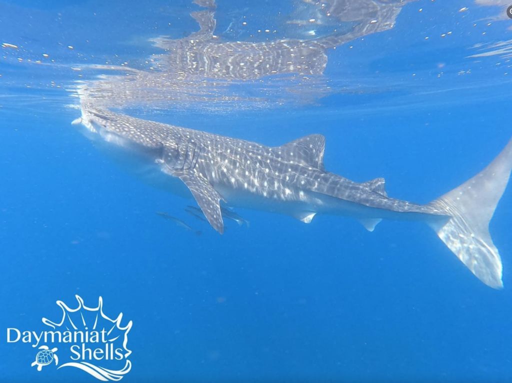 a68346e4-b0c9-4199-833f-2d1fddd140ba