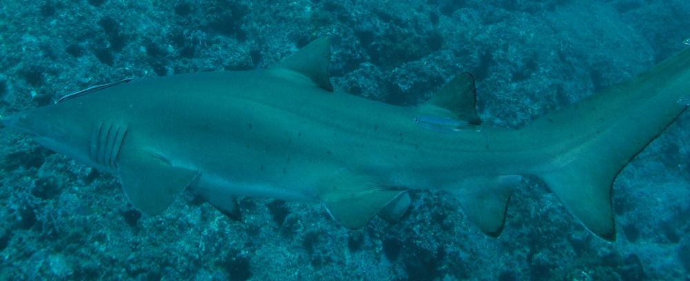 76a5e85e-301d-4ed2-a689-6059622a31ba