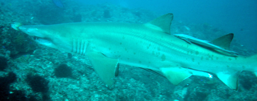 7ff9601a-13d5-4456-8d82-6f26e39e5836