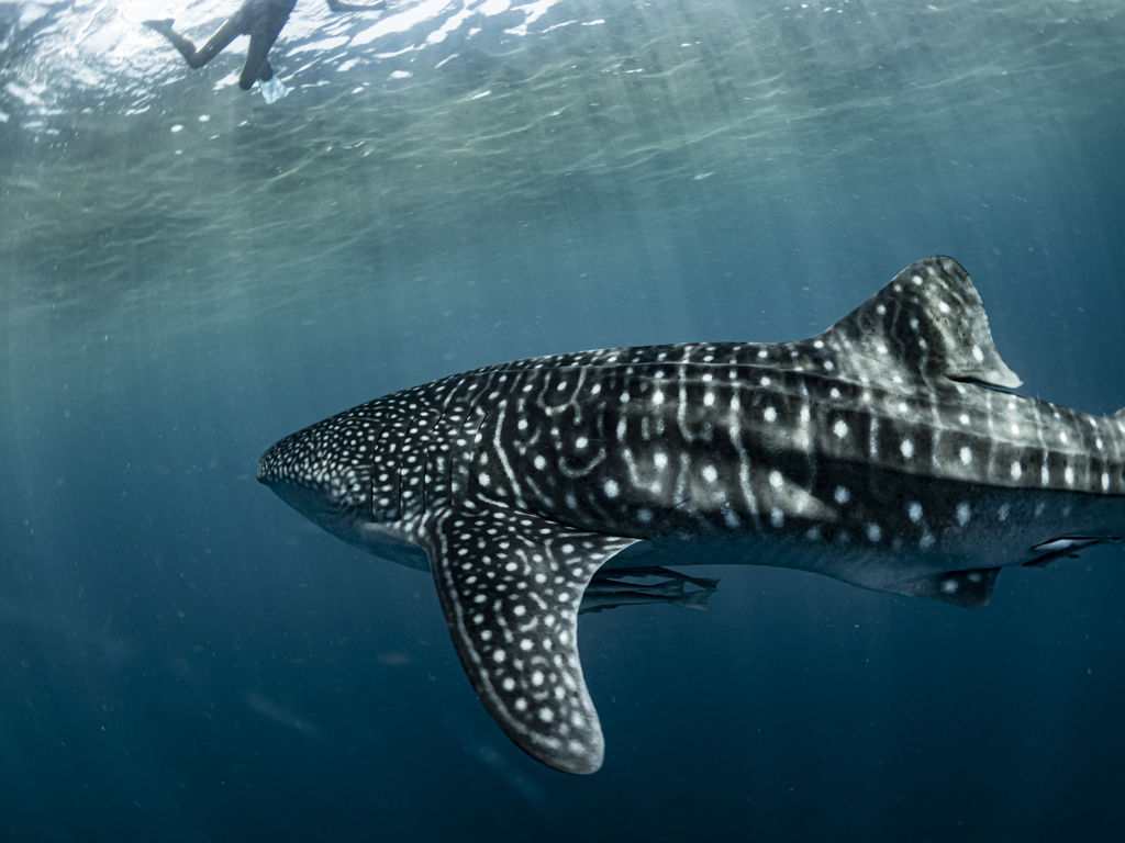 5edd6097-9213-48ce-96d6-2a4b1303075f