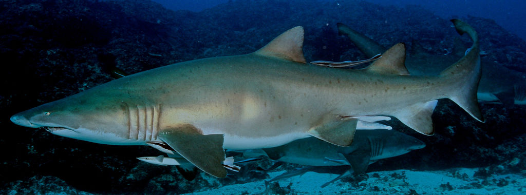 3bc258fa-7064-46a4-aee4-84ffd64c7378