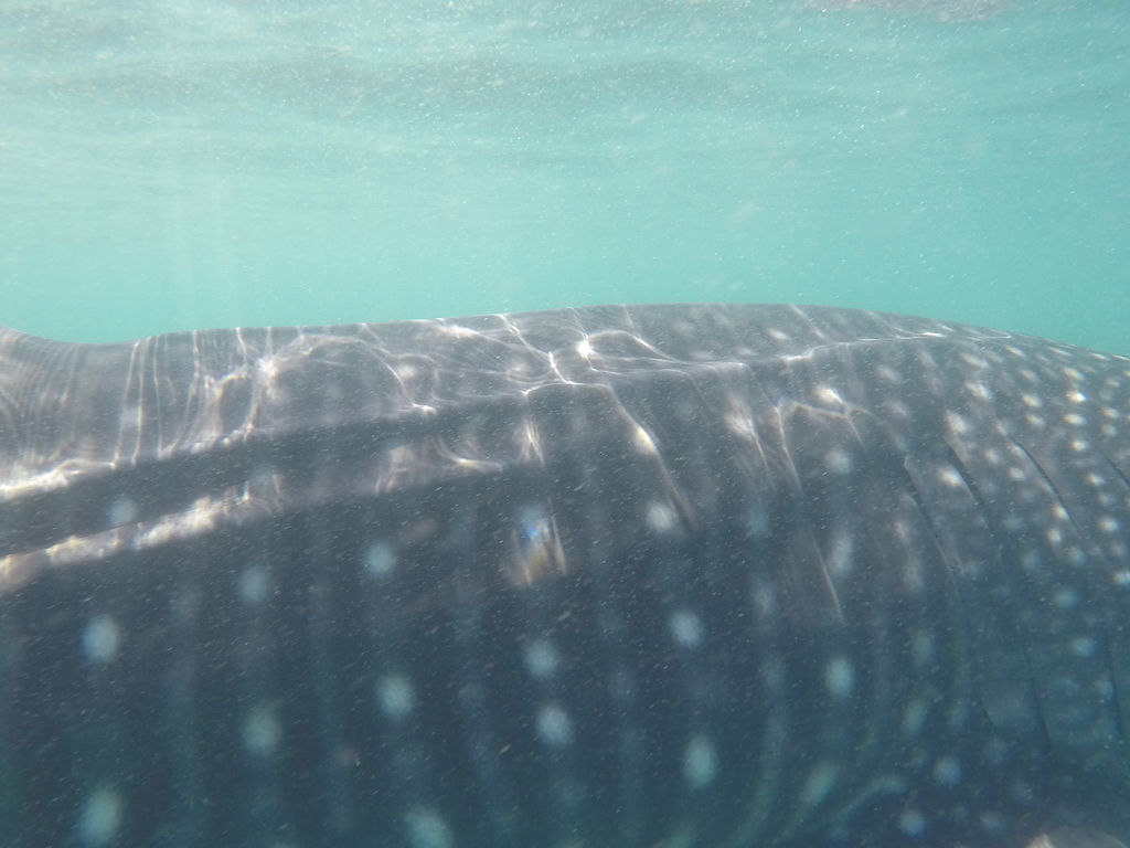 6846545b-4031-4f81-8544-f74d95eb6775