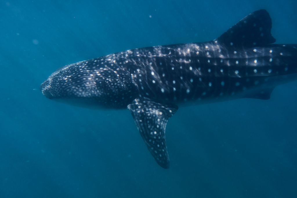 d9849fca-e5fd-4d84-8ce4-48a1616dfcd9