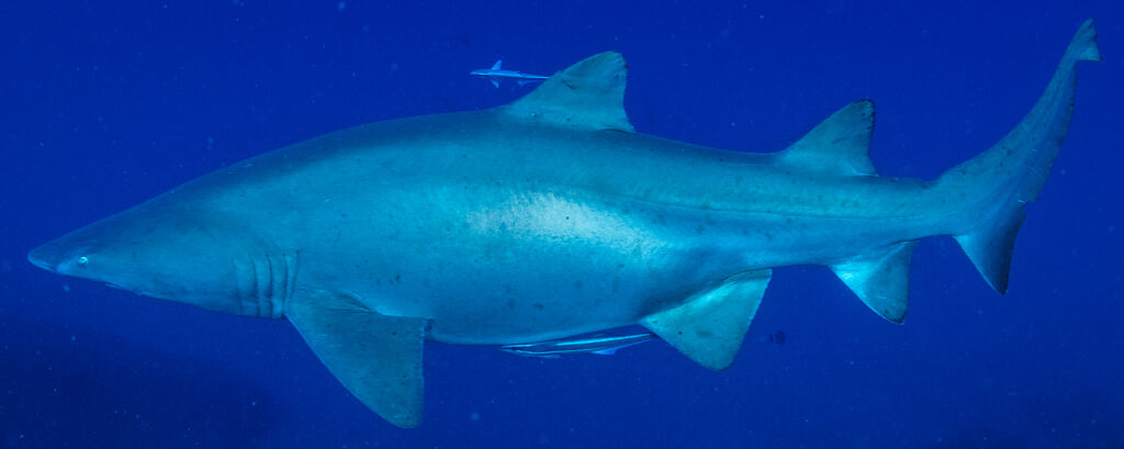 af9e5a02-7ef7-418f-a257-6afcc30d3edb