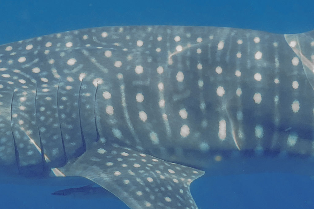 417589fc-3625-47b8-96d1-8f1235cedfd0