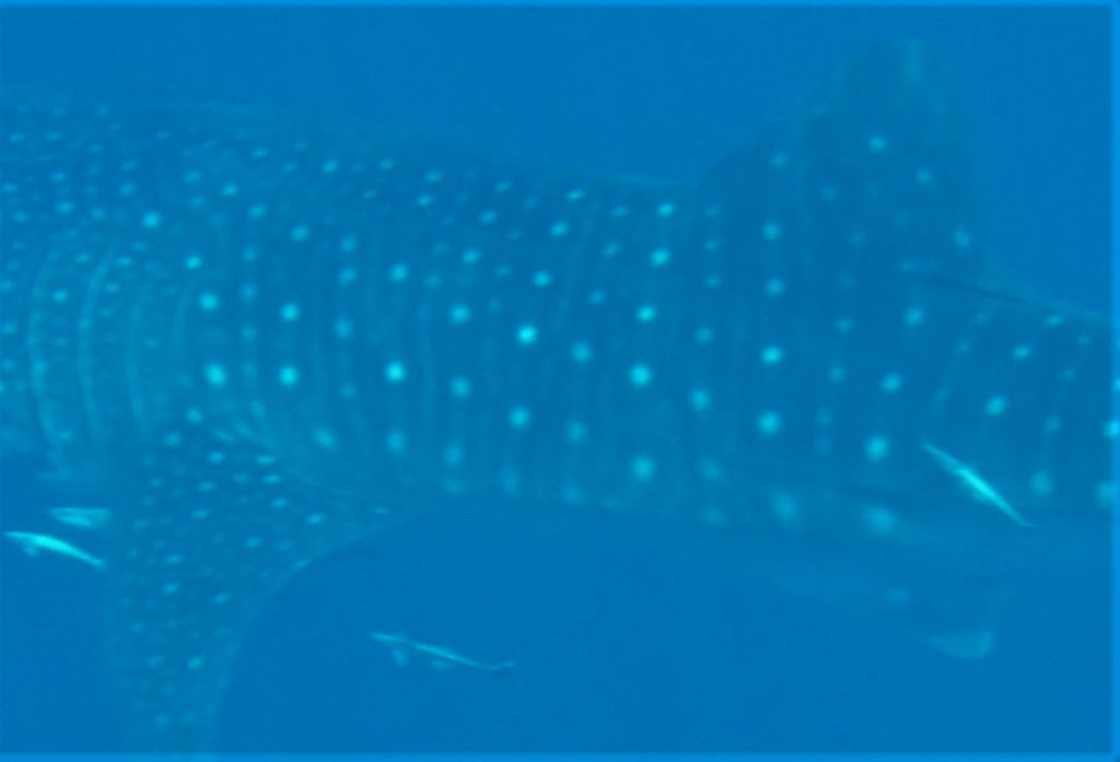 663d9adf-ef76-44ad-9f8c-a17f594de379