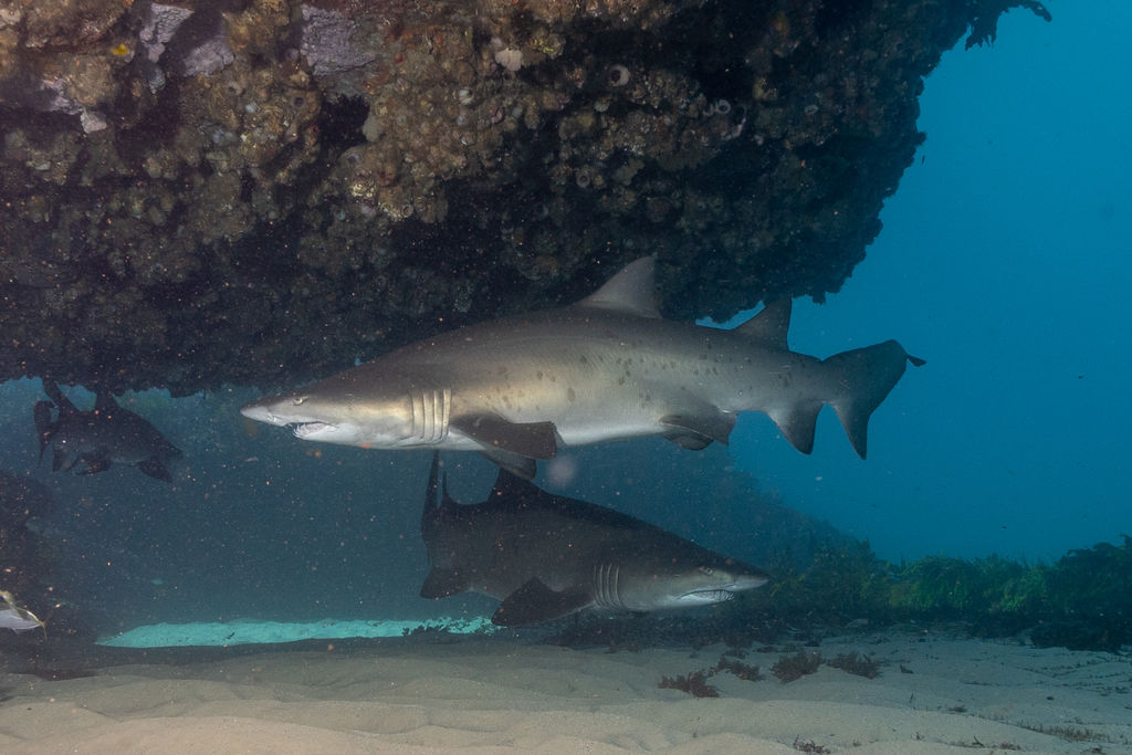 9b7f185a-b599-4a2a-8d77-2e62ed4d6b6c