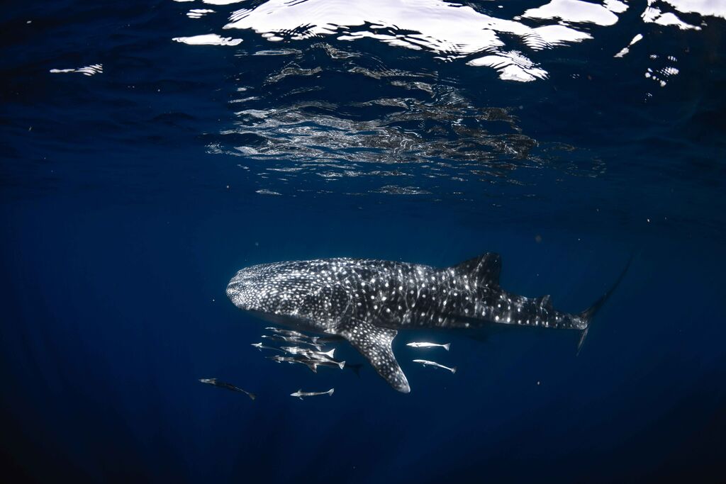 1fd339d0-785a-432d-80ae-de93992861e4