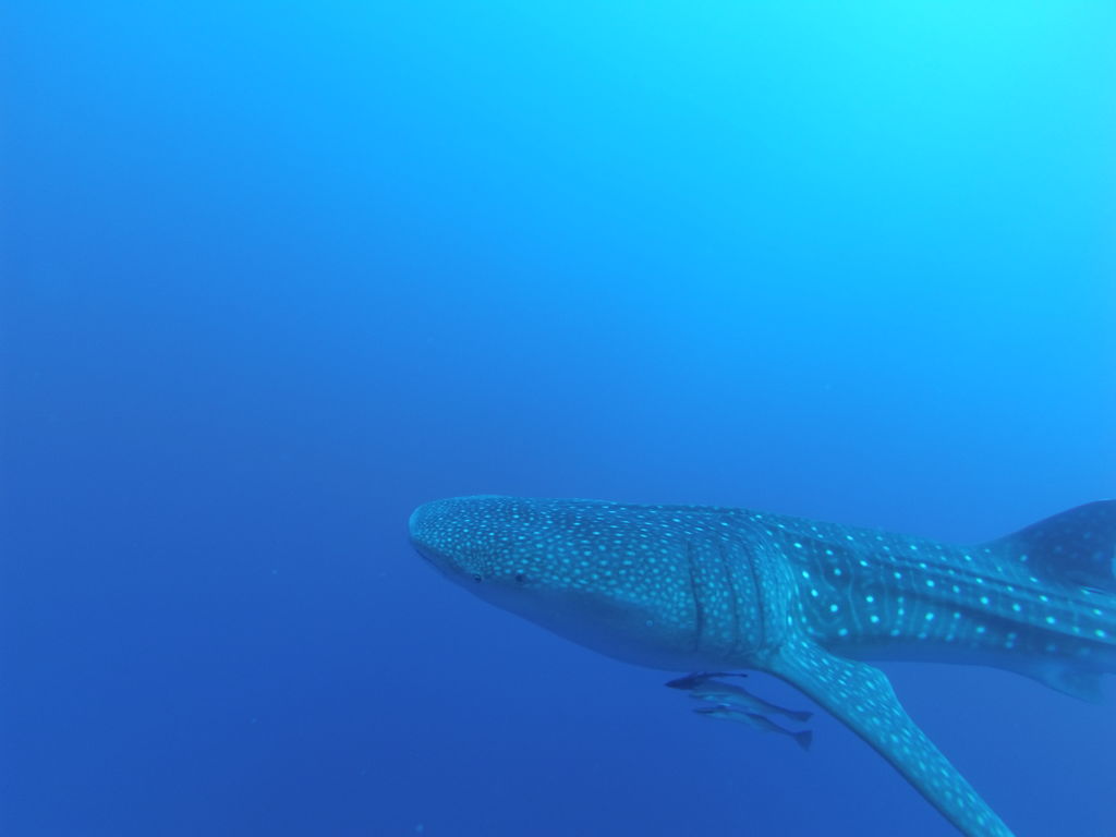 8976be47-3118-474a-9886-8ed663a195e1