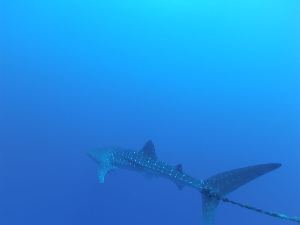 8976be47-3118-474a-9886-8ed663a195e1