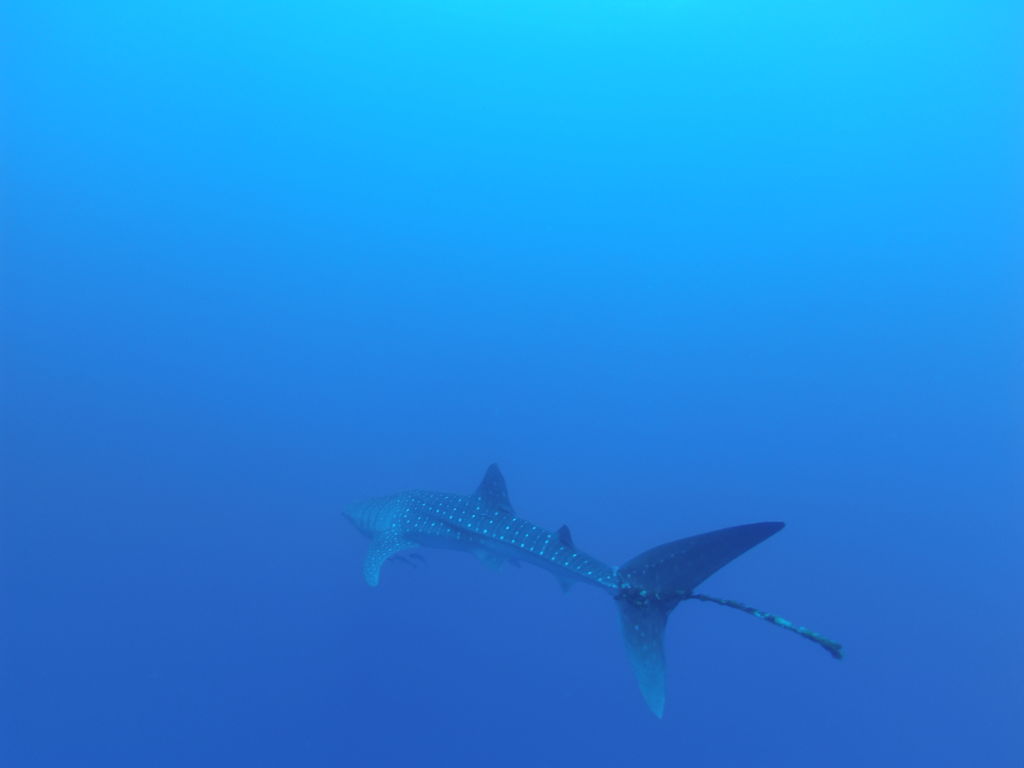 8976be47-3118-474a-9886-8ed663a195e1