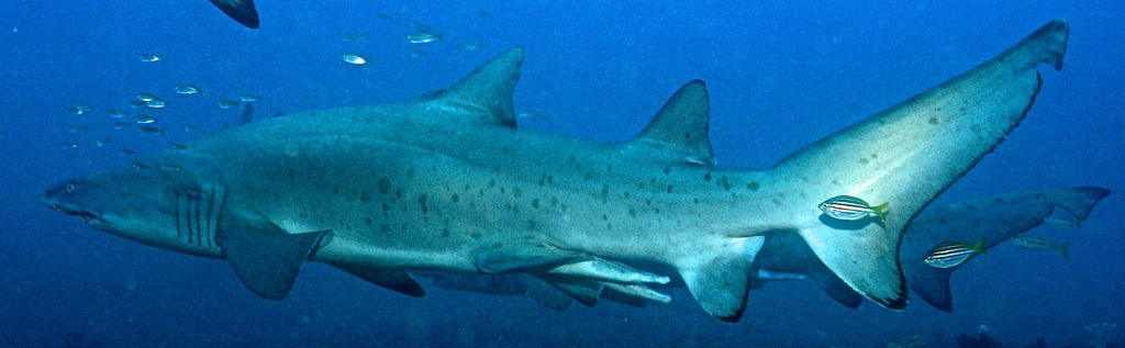 5290a3ec-55cf-4453-8fa1-7df2ca0a482f