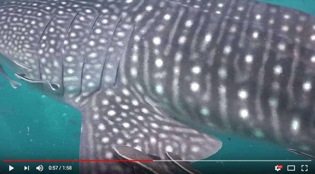 06b74c96-4607-4c8f-954b-b2f977f95060