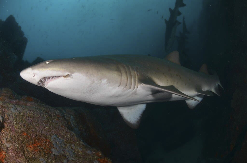 ef16d243-5c6e-481d-bc3b-5ad9b6adcd77