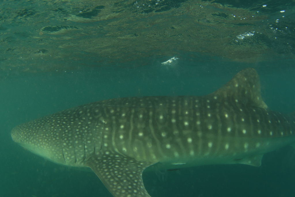 55c8fb39-7158-4ca9-bf85-419731fa9b07