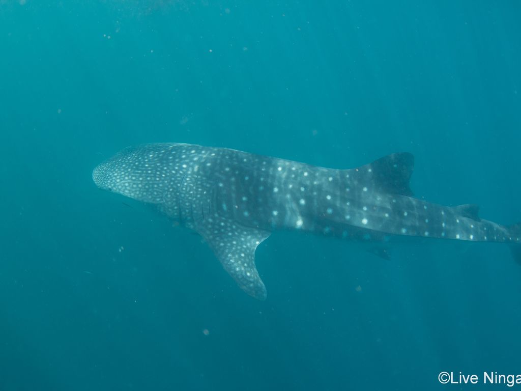 e6a1a743-a5a1-4465-bb44-ed24374edd4c