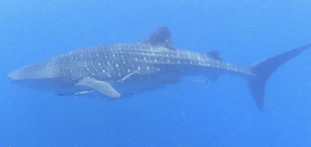 339de7d5-bcfc-468d-a810-79d4ddc9fa74