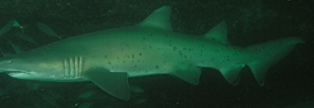 f21843a8-e646-430f-a6d5-2b413f5d9e73