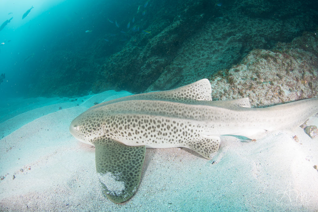 cccdbe72-589f-4366-b24a-acfac1c80adc