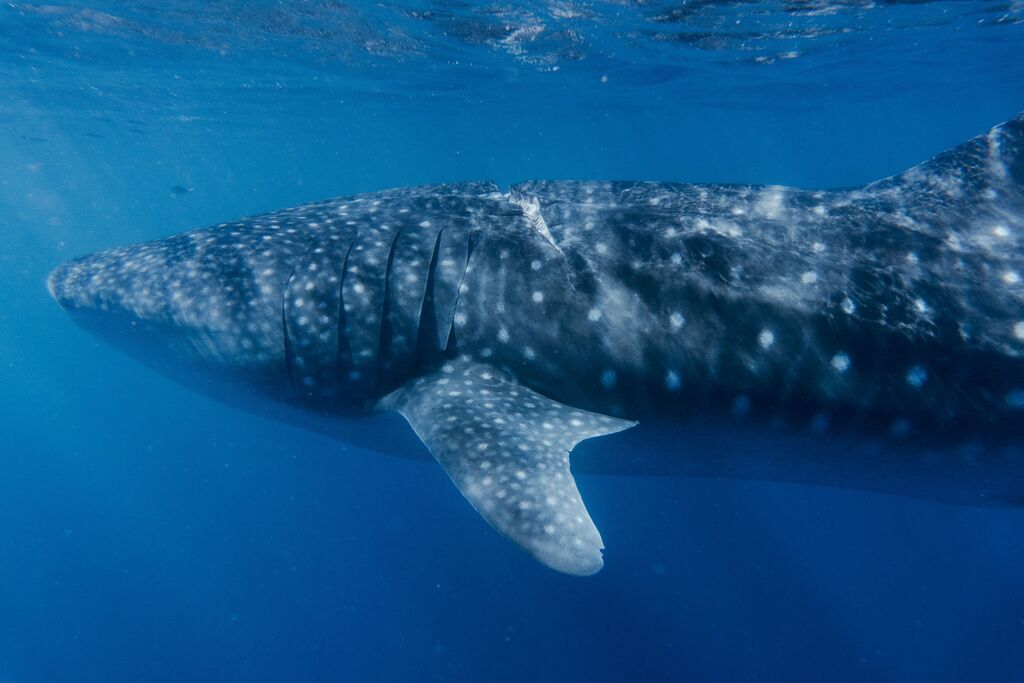 38745309-ccef-4ef0-86ea-b255517433b9