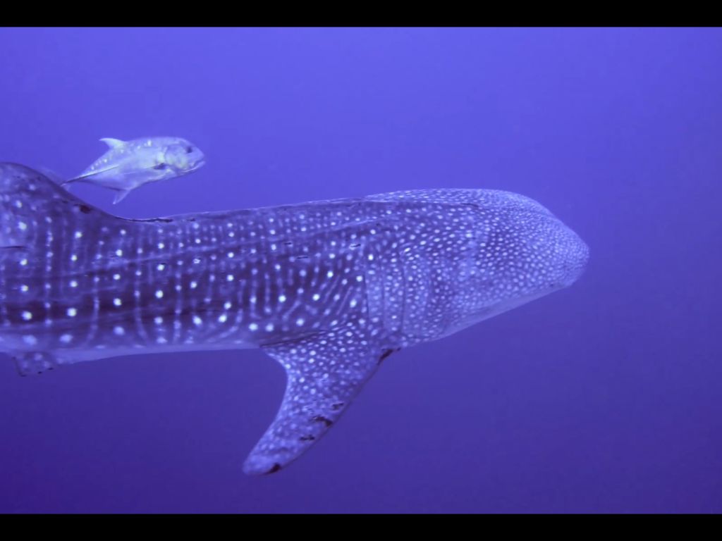 87012f96-5494-4773-b595-b1fb1d57eccb