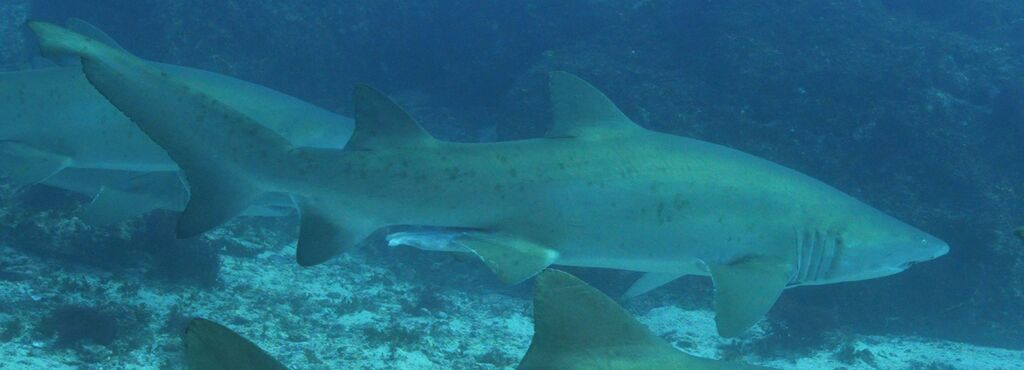 43189c9a-e0bb-4f3a-b758-621913a2224a