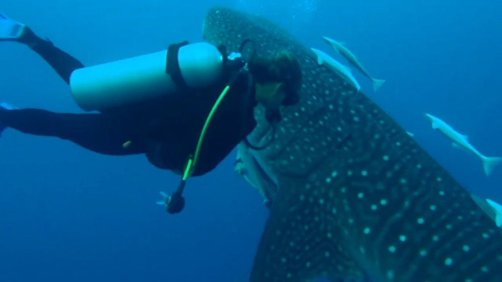 0ff515cd-6270-4461-9e6d-b911d53dbf8d