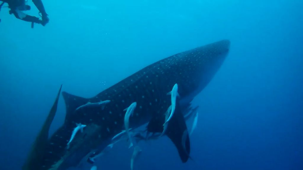 0ff515cd-6270-4461-9e6d-b911d53dbf8d