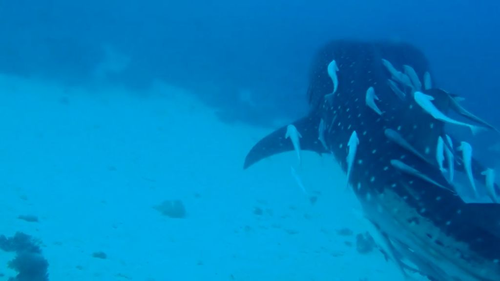 0ff515cd-6270-4461-9e6d-b911d53dbf8d