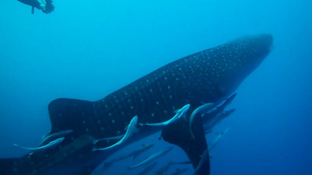 0ff515cd-6270-4461-9e6d-b911d53dbf8d