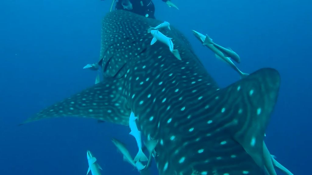 0ff515cd-6270-4461-9e6d-b911d53dbf8d