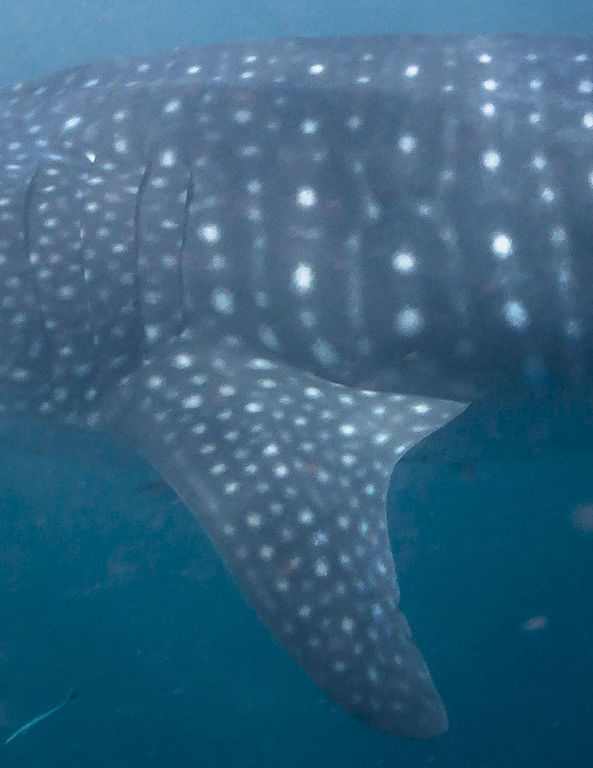 1781226c-ba59-4d5c-ad3a-de4cdcb54cf1