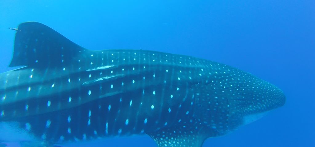 883c2972-4361-499a-9fa7-90eb8c29d903