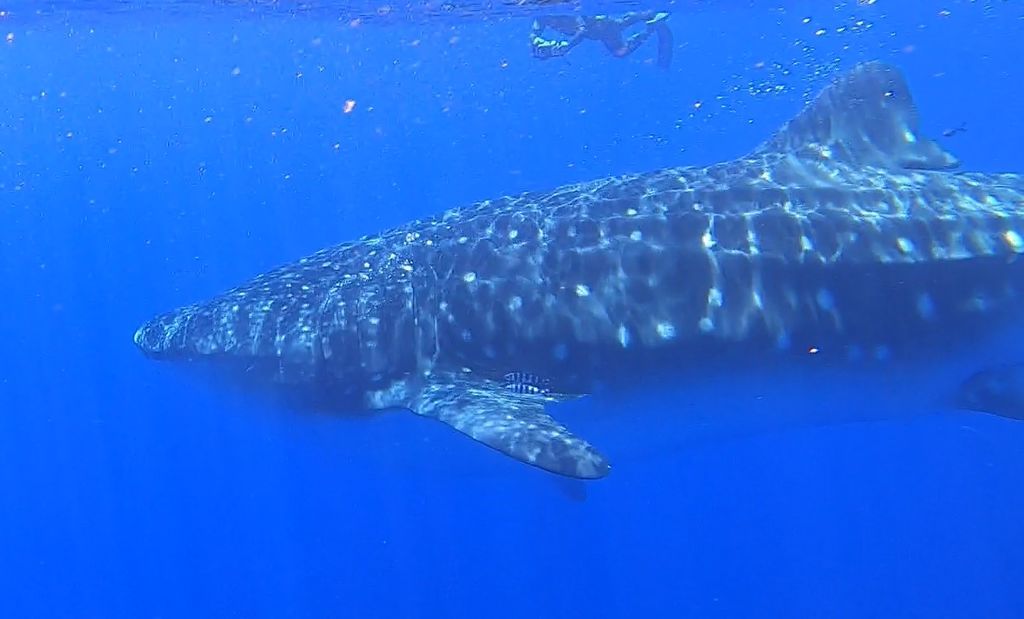 69353861-175c-4d0a-ad39-1b37f24090ef