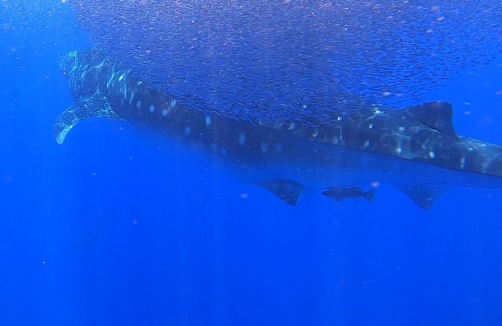 69353861-175c-4d0a-ad39-1b37f24090ef