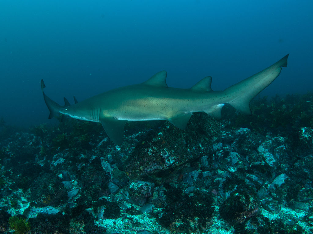 57c55f30-82e9-4221-8500-388b15941a76