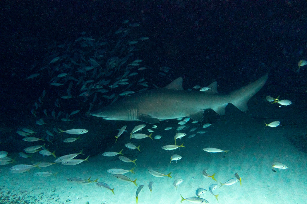 1ef8750a-d0dc-4cb1-9f42-e2041fe2d83e