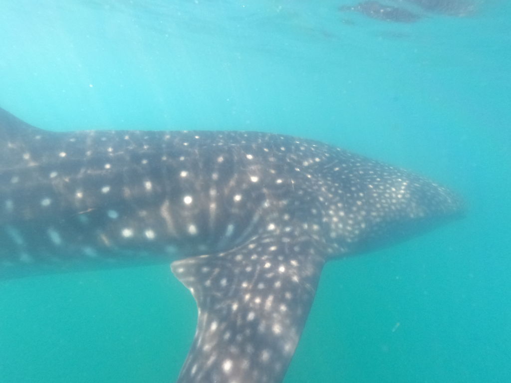 7f9908c5-48e8-4b11-861d-9a1d31f5729e