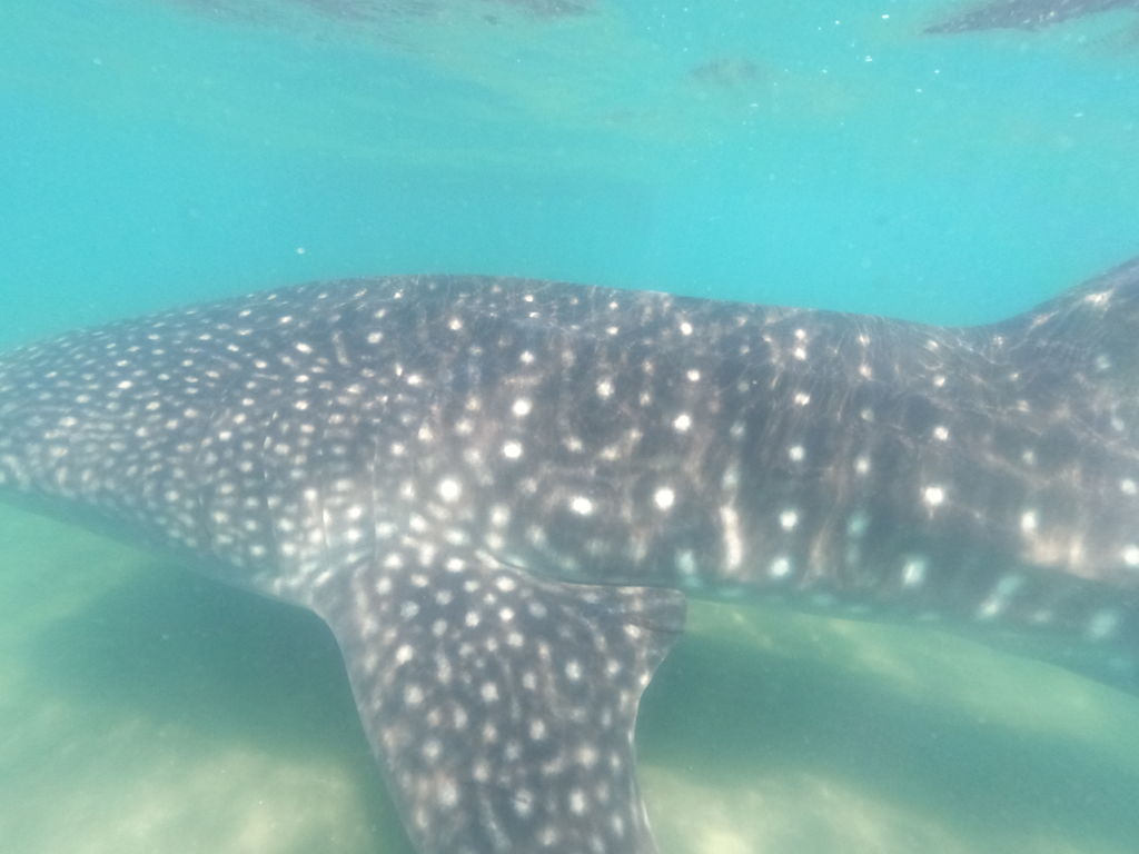 7f9908c5-48e8-4b11-861d-9a1d31f5729e